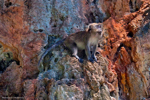 Monkey on the Rocks