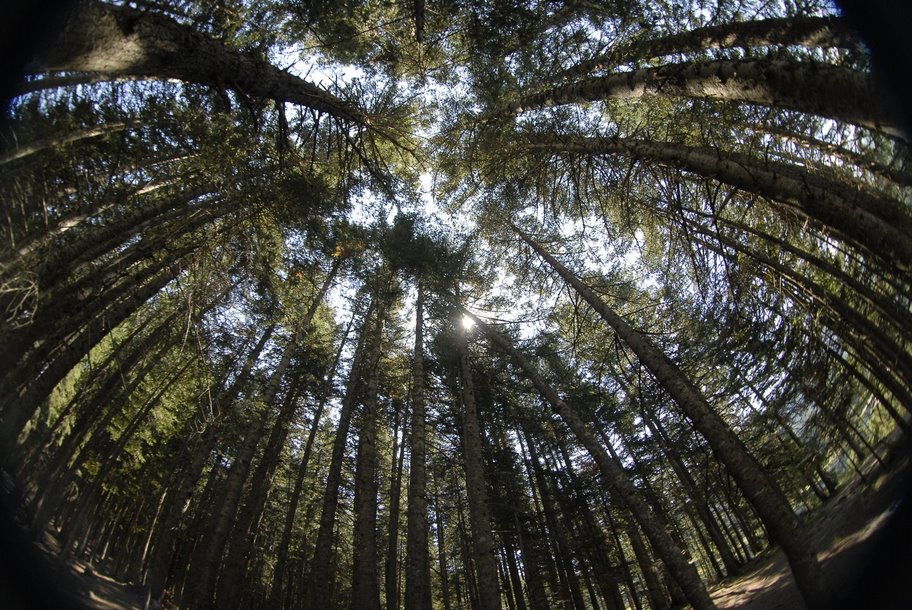 forest thru a fisheye