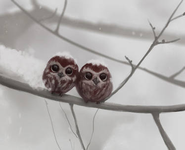 Little Owls