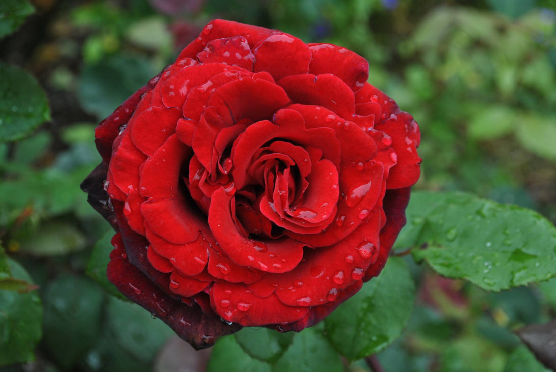 Very Red and Dewey Rose by Blicrowave-Bloven