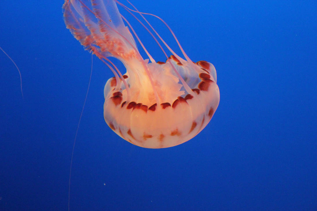 Chrysaora Colorata Jellyfish by Blicrowave-Bloven