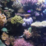 Aquarium Coral Reef