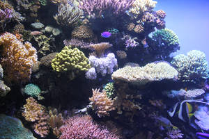 Aquarium Coral Reef by Blicrowave-Bloven