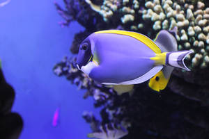 Powder Blue Tang by Blicrowave-Bloven