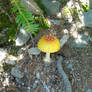 mountain mushroom