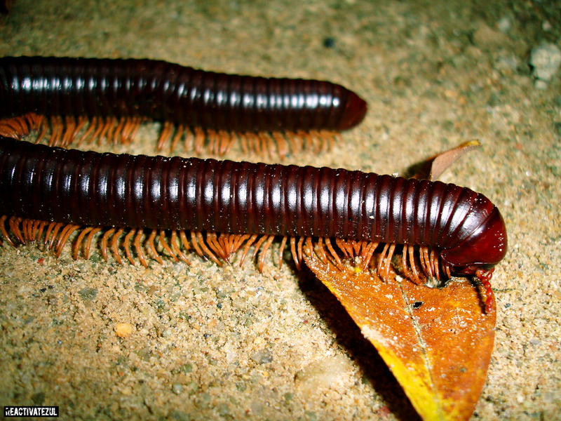 Giant Milipede By Reactivatezul On Deviantart