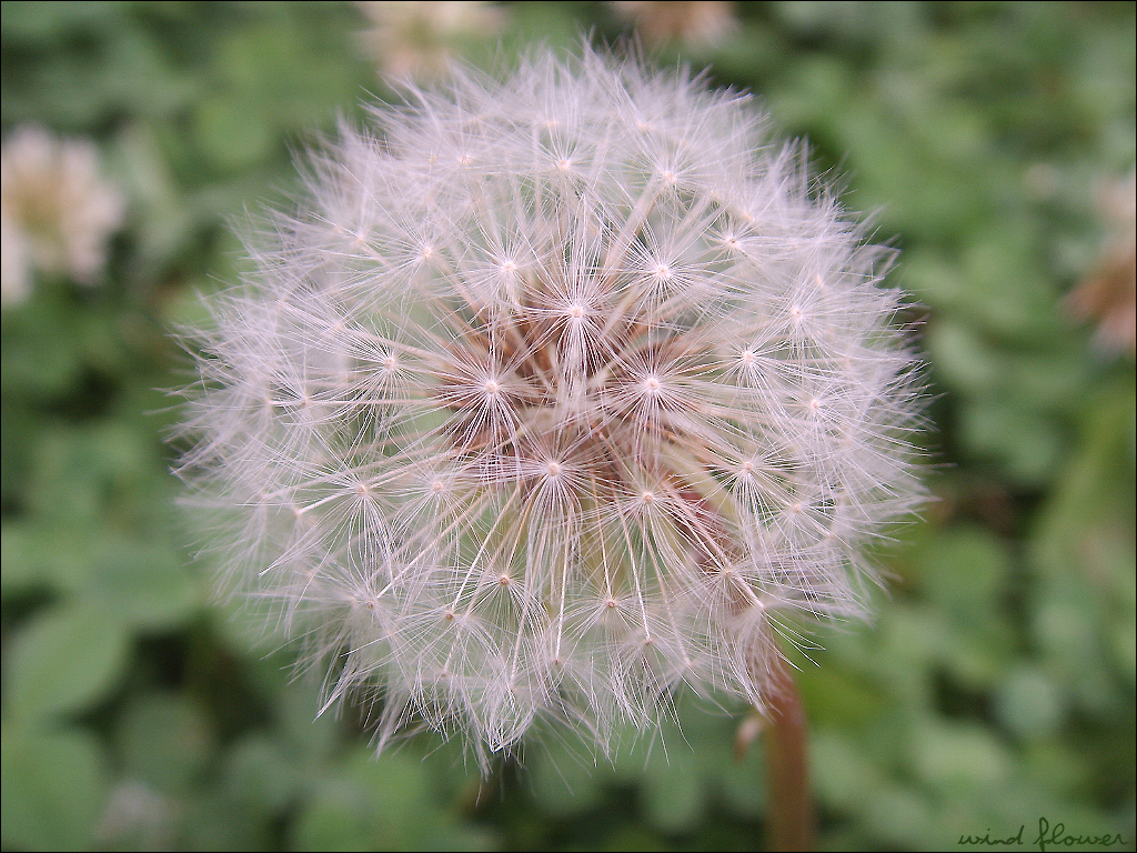 Dandelion