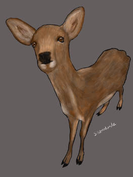 Nara deer. 