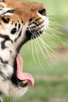 Tiger's yawn.