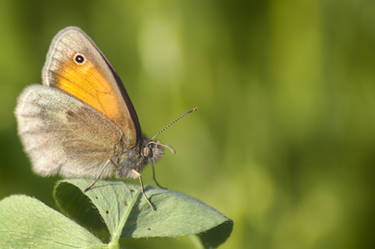 Coenonympha pamphilus