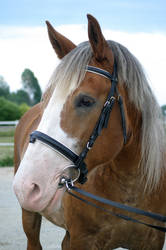 Horse portrait.