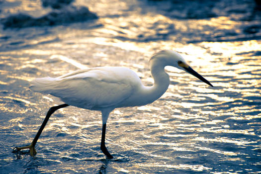 Snowy Egret