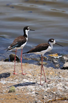 Black Winged Stilt