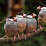 Java Finch