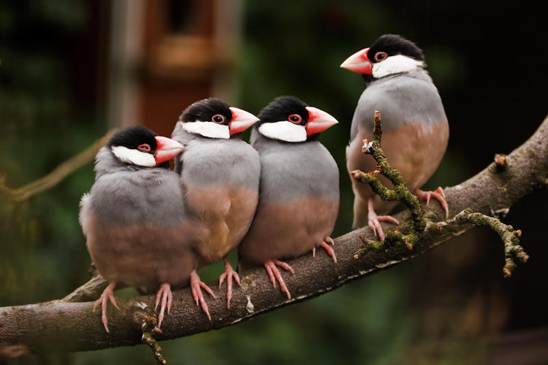 Java Finch by silverdragon on DeviantArt