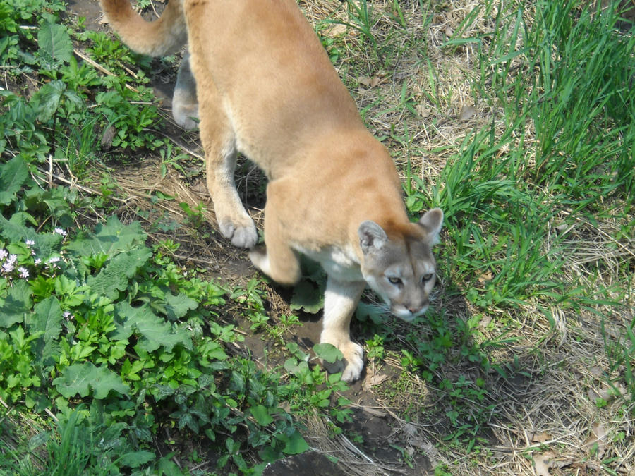 Mountain Lion