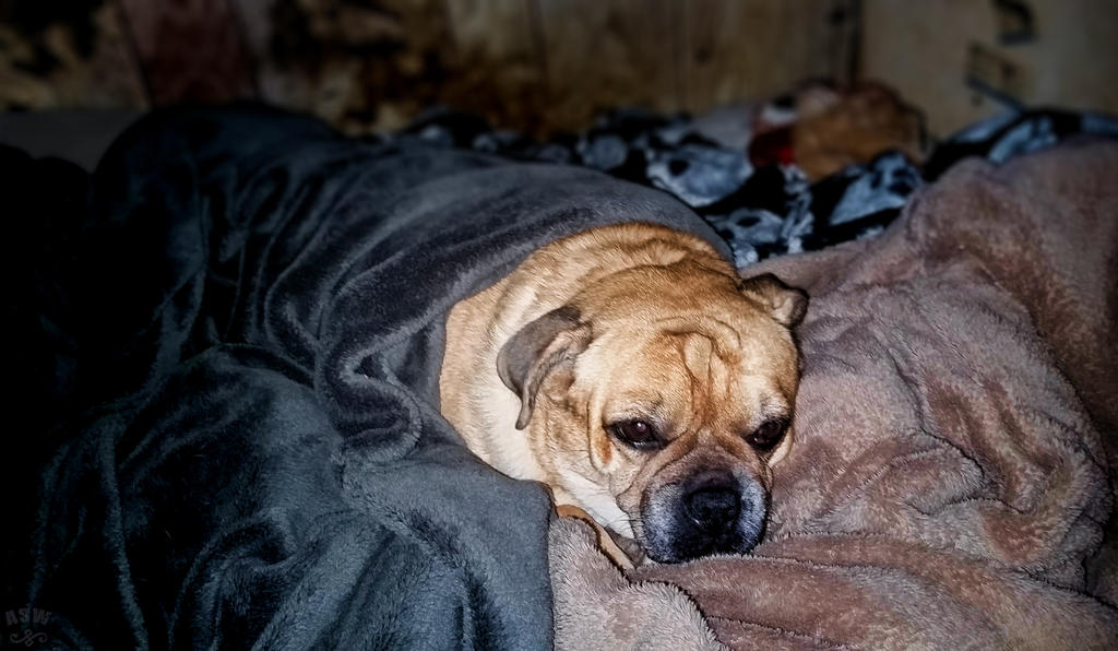 Sasha, snug as a bug in a rug.