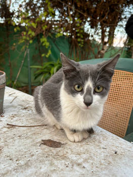 Kitten real life
