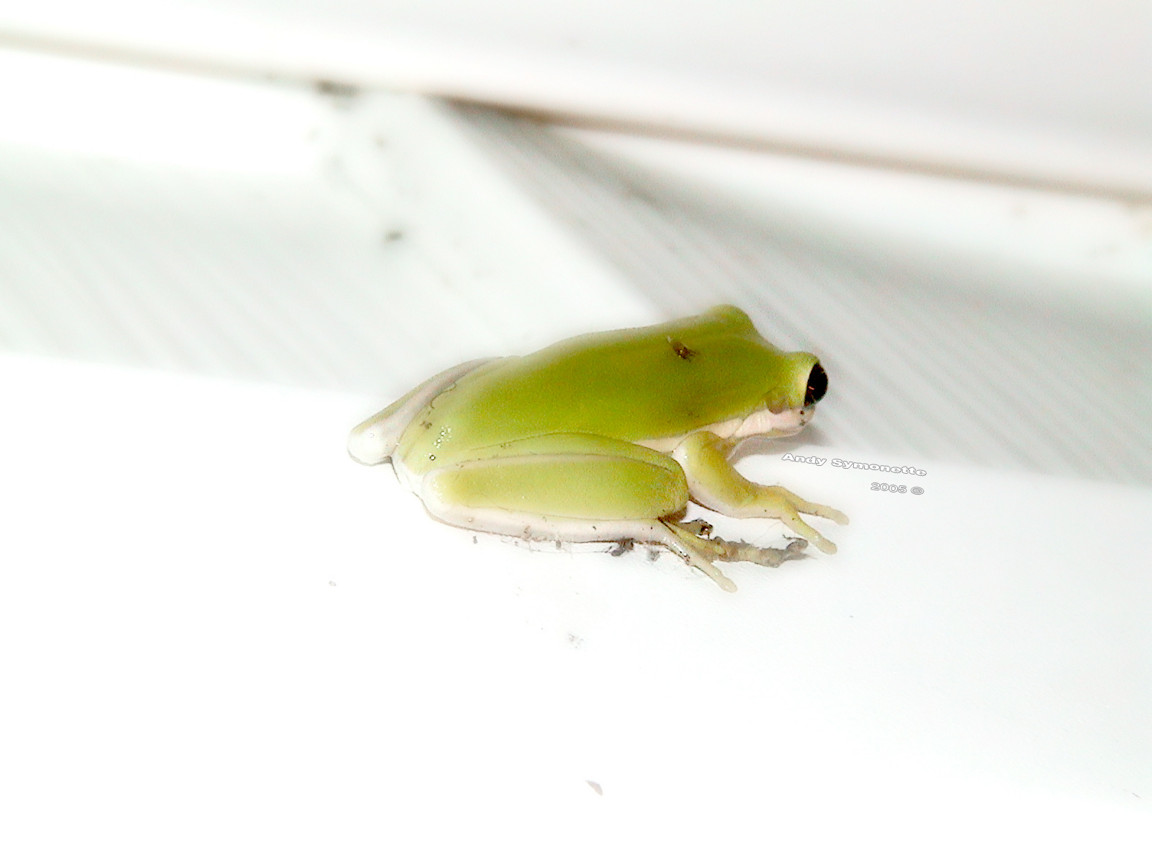 Tree Frog 2006