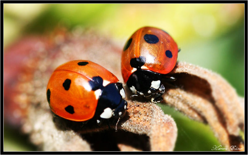 Ladybug Love.