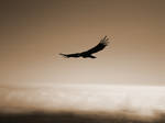 Condor by alternative-beauty