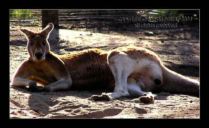 Aussie Roo by uris6 on DeviantArt