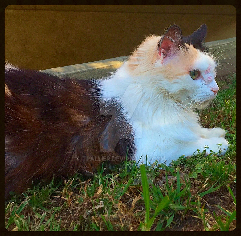 BELLA THE CAT By Tpallier On DeviantArt bella-the-cat-by-tpallier-on-deviantart