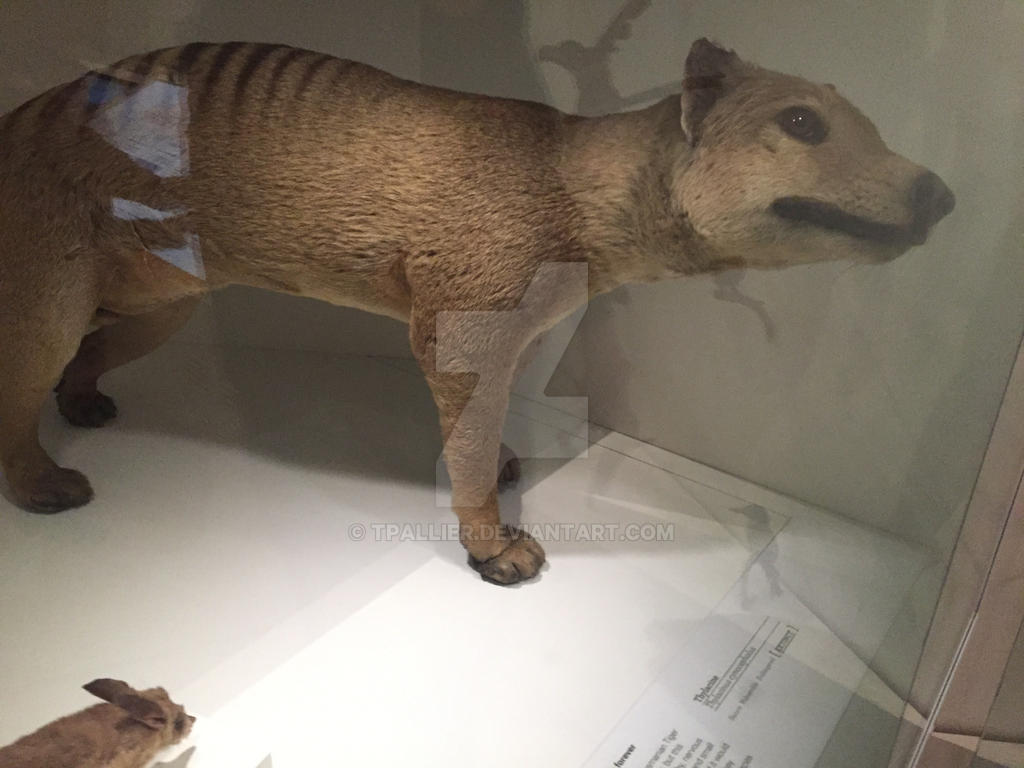 Extinct thylacine