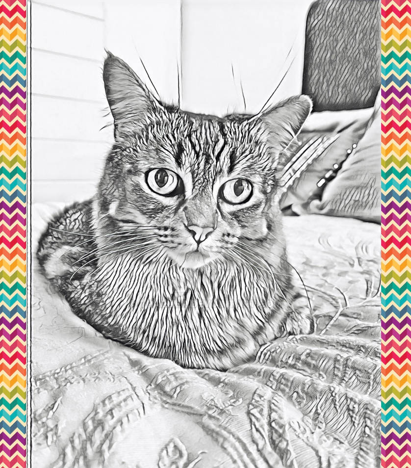 BW - CAT by tpallier on DeviantArt