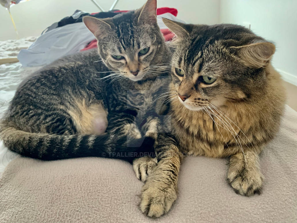 Contented Cats by tpallier on DeviantArt