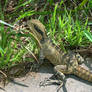 Eastern Water Dragon