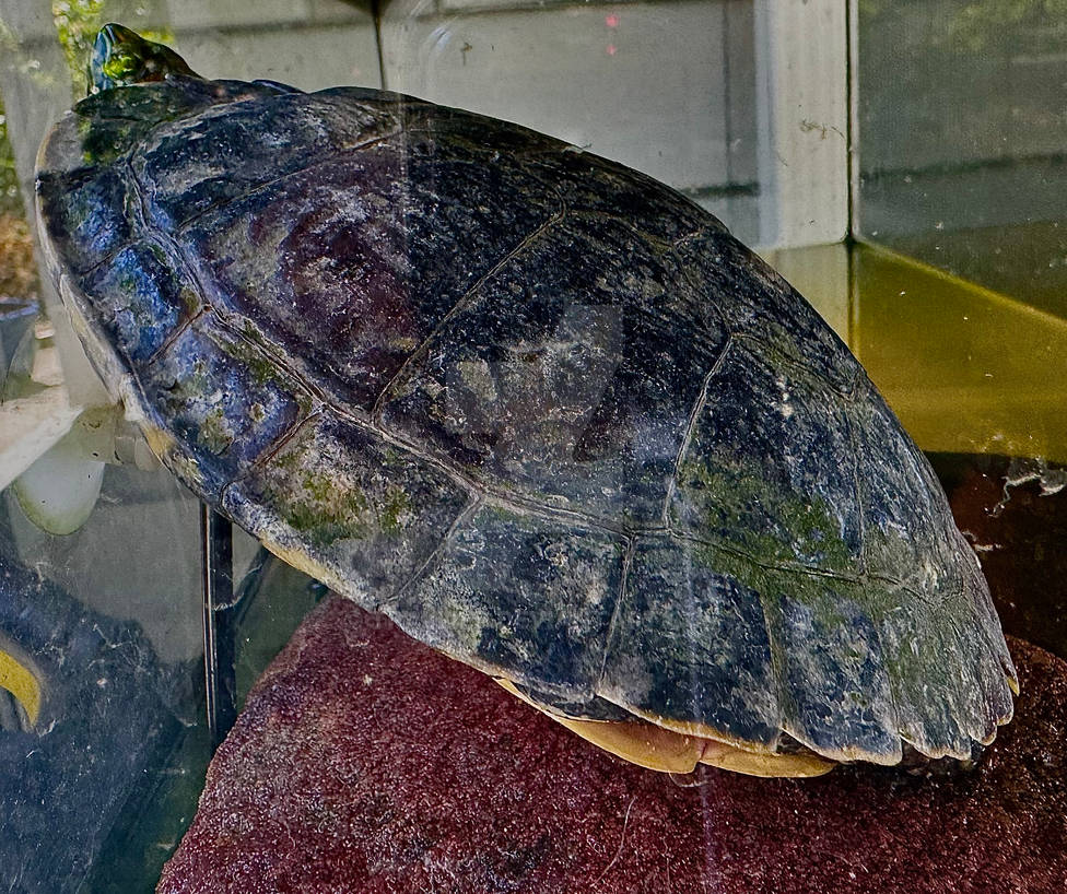 TURTLE INSIDE SHELL by tpallier on DeviantArt