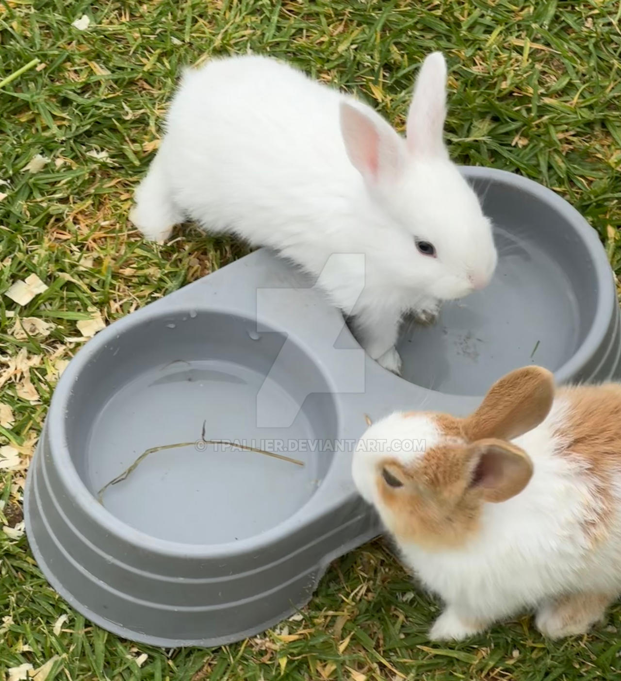 One Baby Rabbit BABY RABBITS by tpallier on DeviantArt