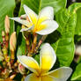 FRESH FRANGIPANI FLOWERS