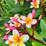 PINK FRANGIPANIS