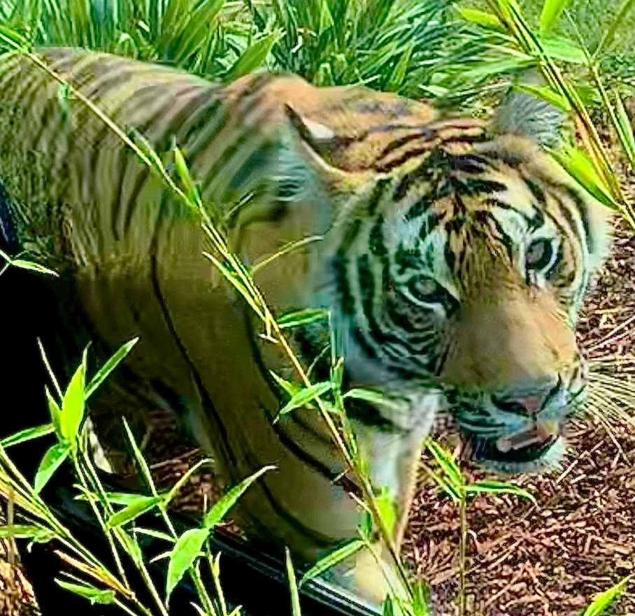 Tiger Up TIGER - up close by tpallier on DeviantArt