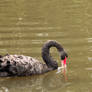 SWAN - drinking