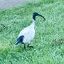 AN IBIS