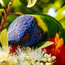 Lorikeet feeding