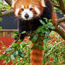 A cute red panda