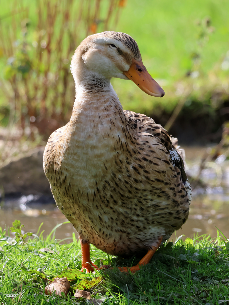 Cquacker Portrait of a Happy Quacker by tomme23 on DeviantArt