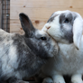 Buns of Mulheim