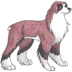 Australian Shepherd