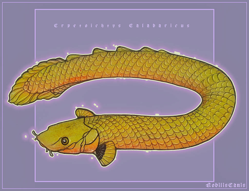 Rope fish by NobilisCanis on DeviantArt