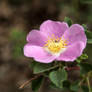 Mountain Wild Rose