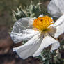 Prickly Desert Poppy II