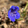 Desert Bluebell