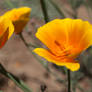 Cali Poppy