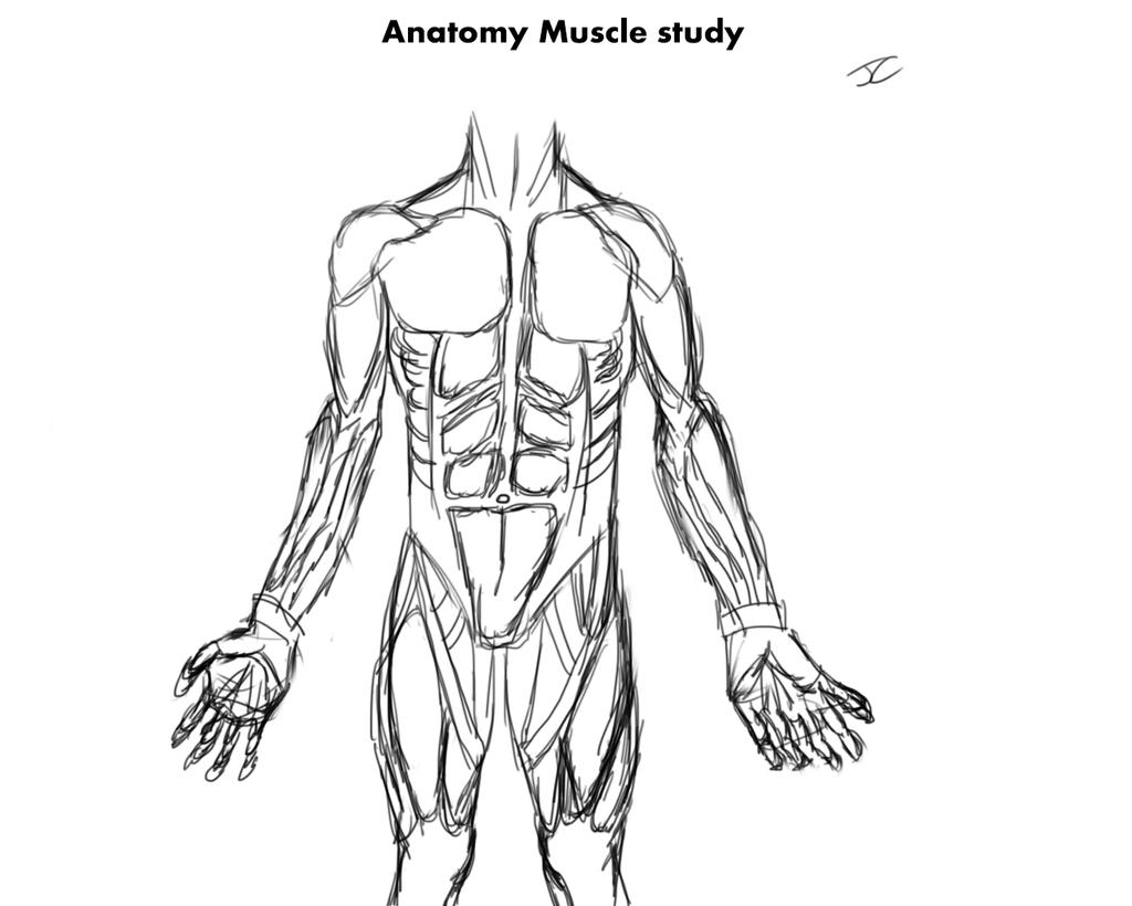 Front Muscles - Study by Joe5029 on DeviantArt