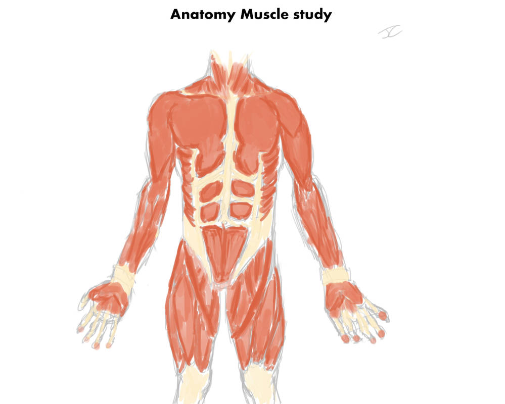 Front Muscles - Study by Joe5029 on DeviantArt